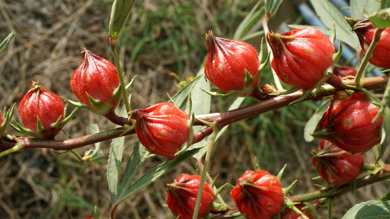 Figura 09 -  Vinagreira