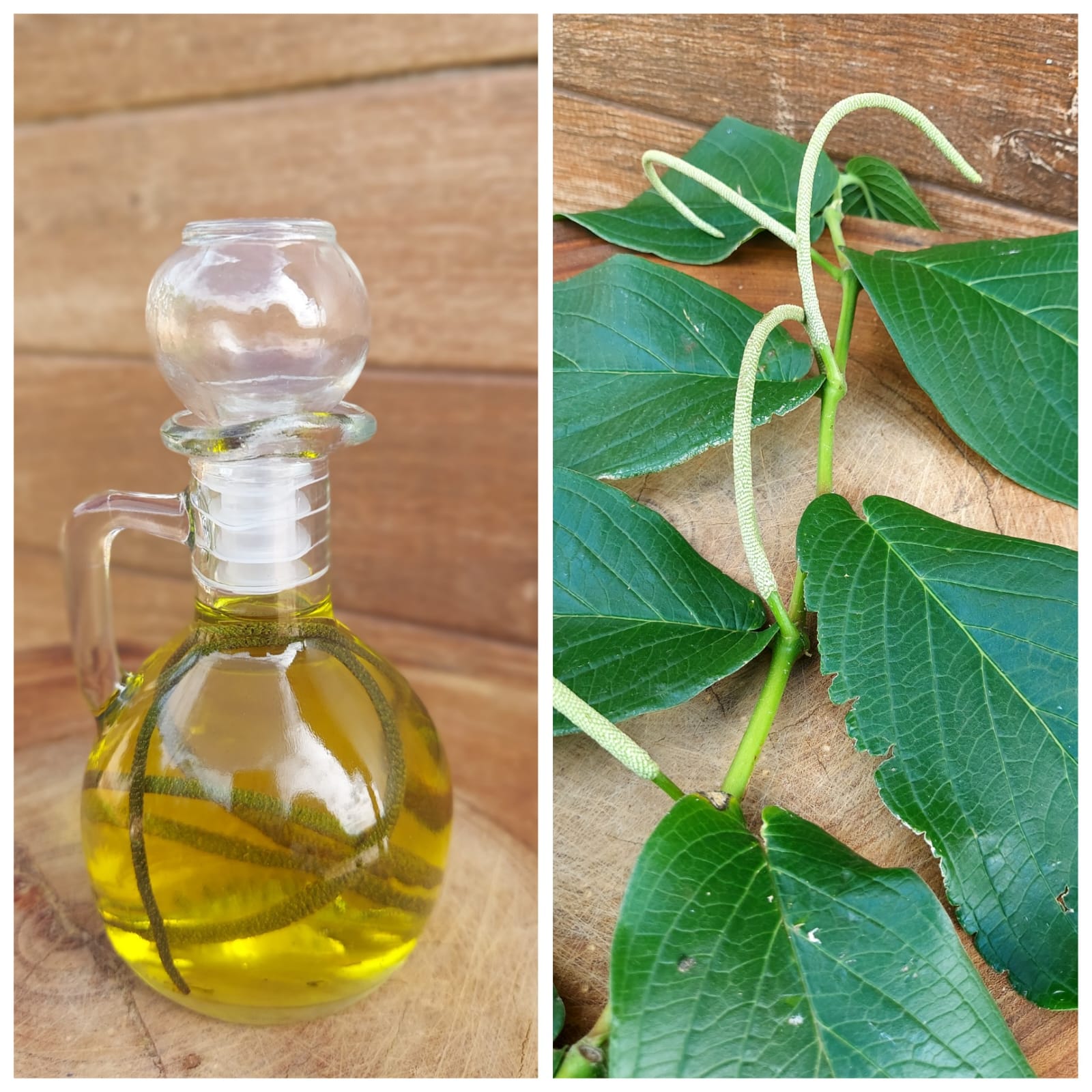 Pimenta-de-macaco (Piper aduncum L.):