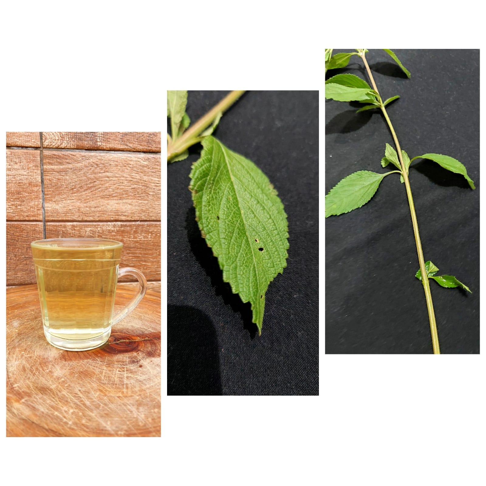 Erva-cidreira (Lippia alba):