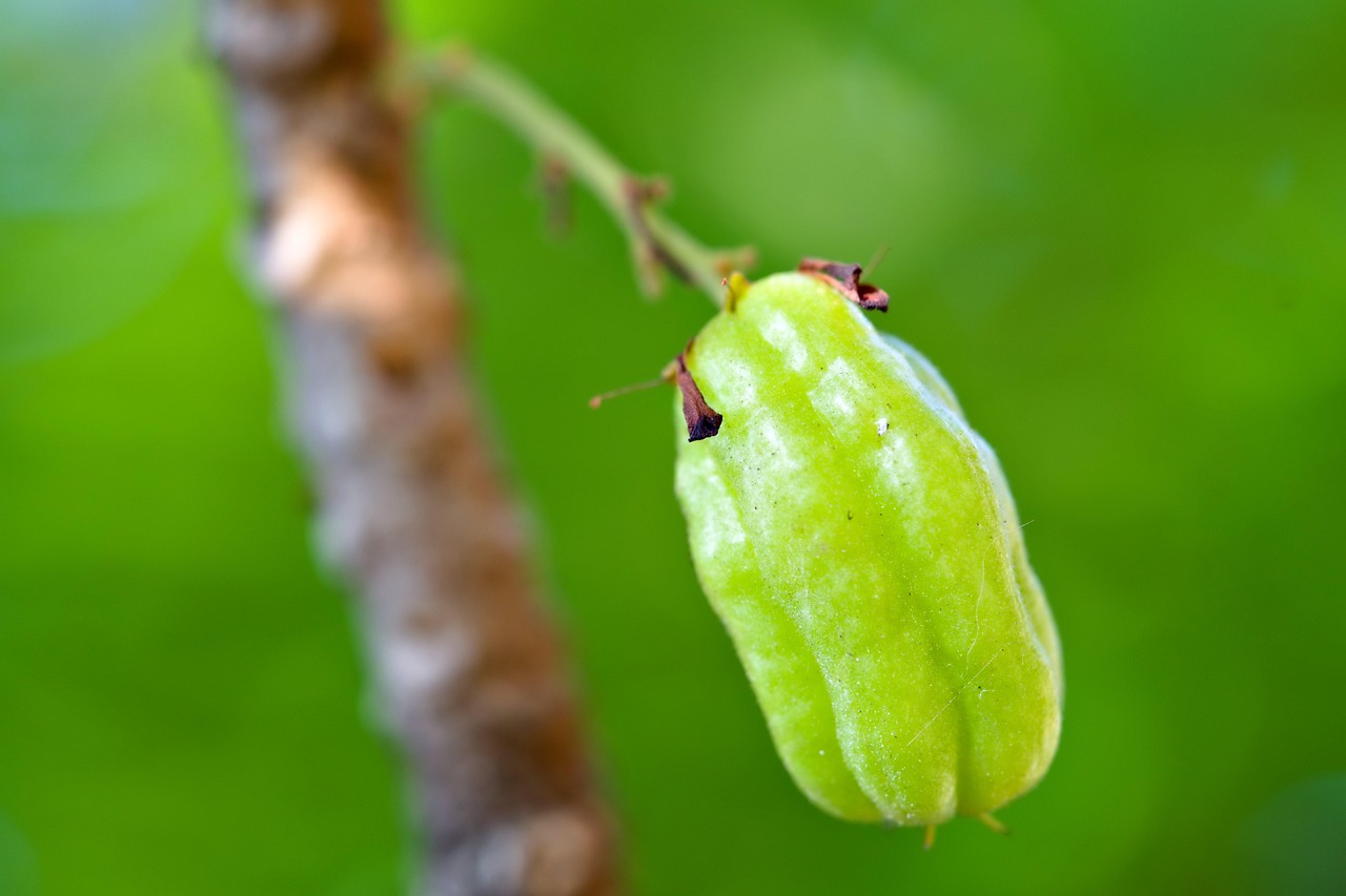 Figura 11 - Biribiri