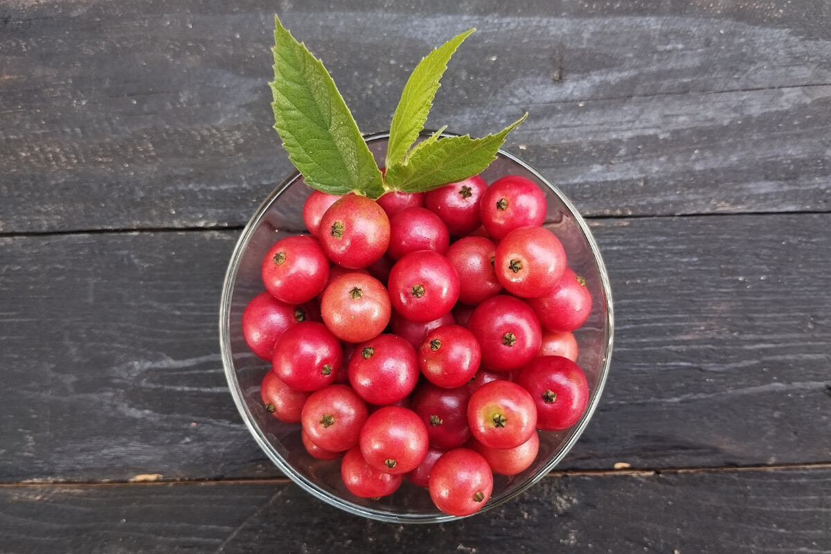 Figura 11 - Calabura