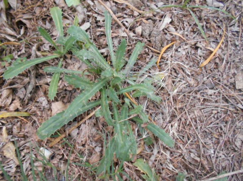 Figura 12 - Coentro-selvagem