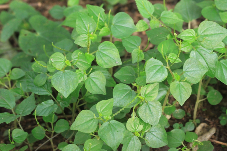 Figura 11 - Erva-de-jabuti