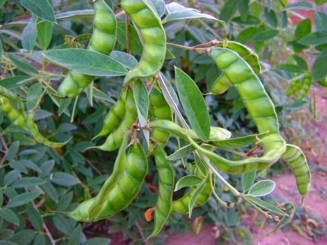 Figura 12 - Feijão-guandu