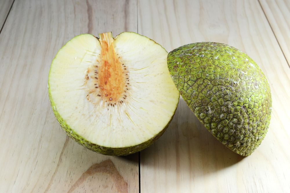 Figura 11 - Fruta-pão