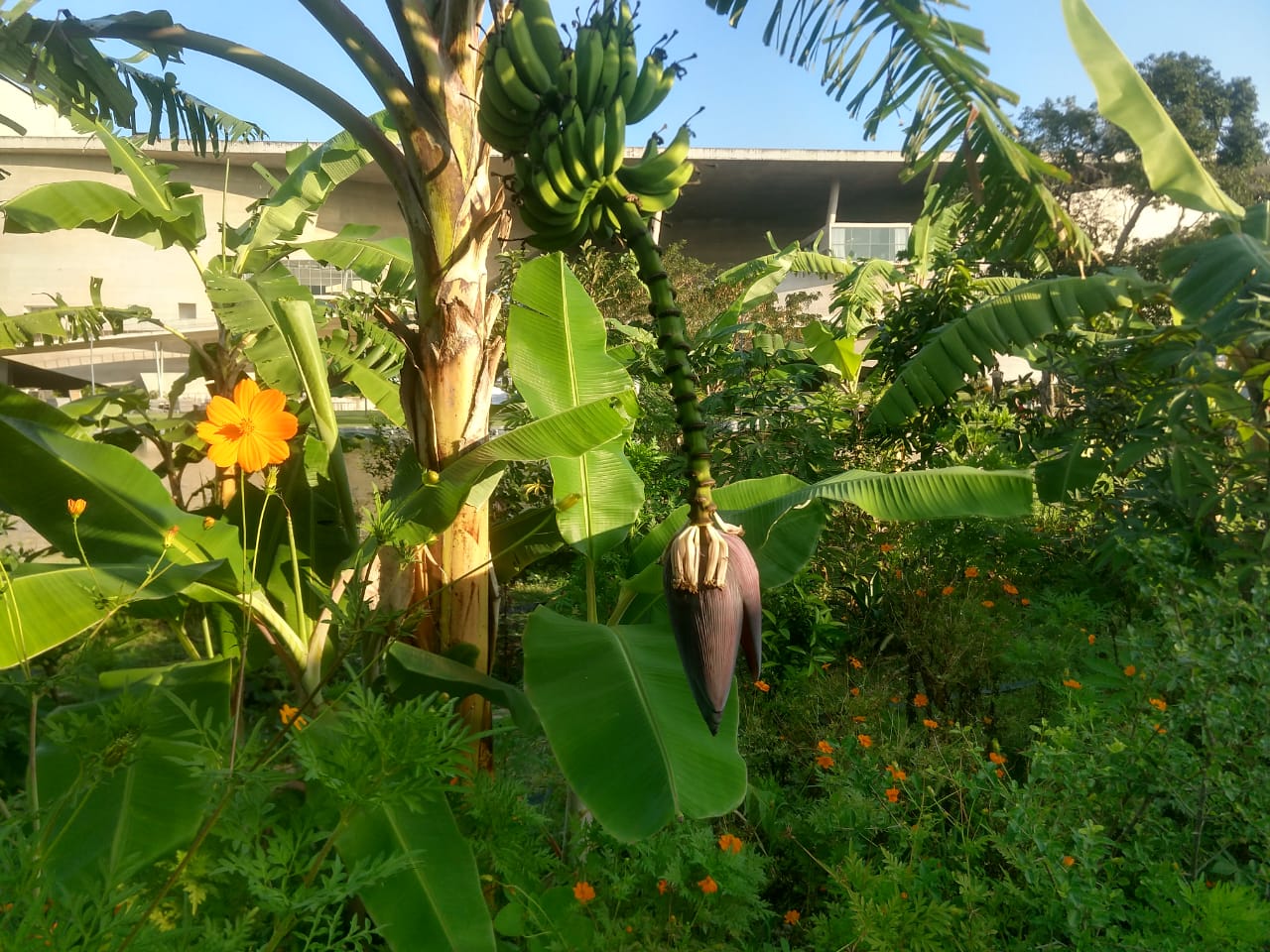 Figura 11 - Mangará