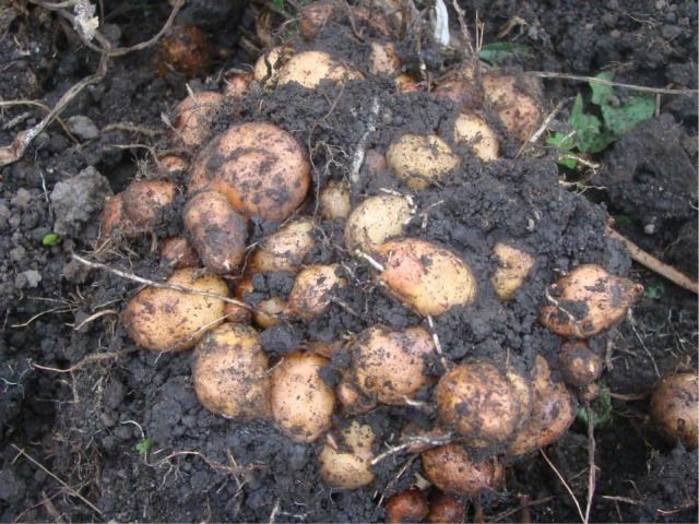 Figura 10 - Mangarito