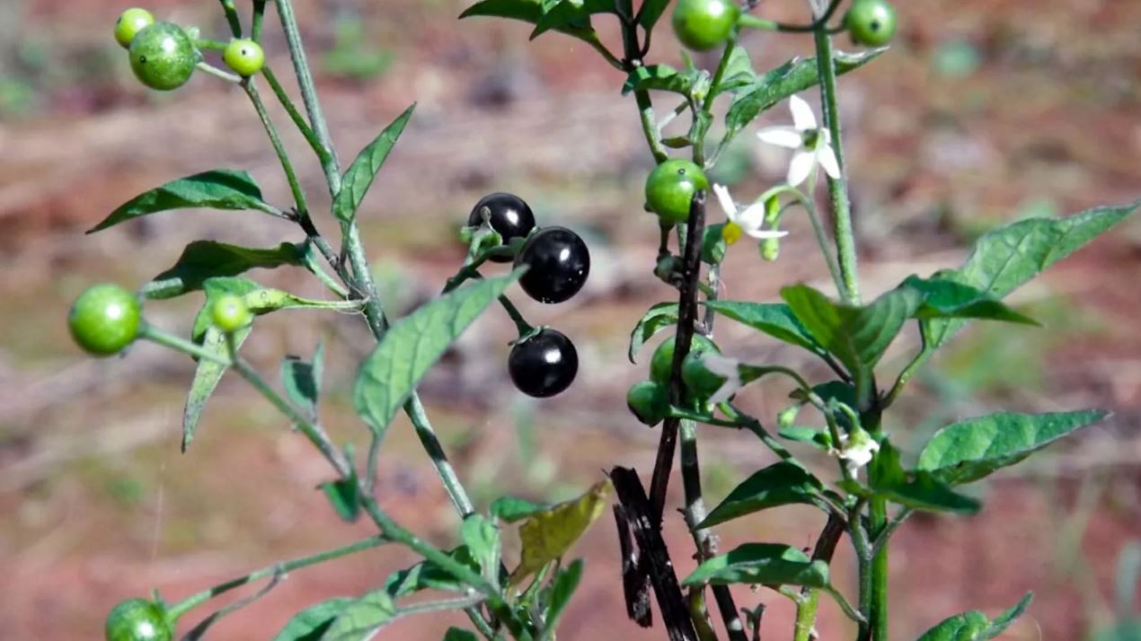 Figura 10 - Maria-pretinha