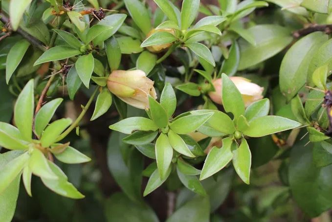 Figura 12 - Ora-pro-nóbis