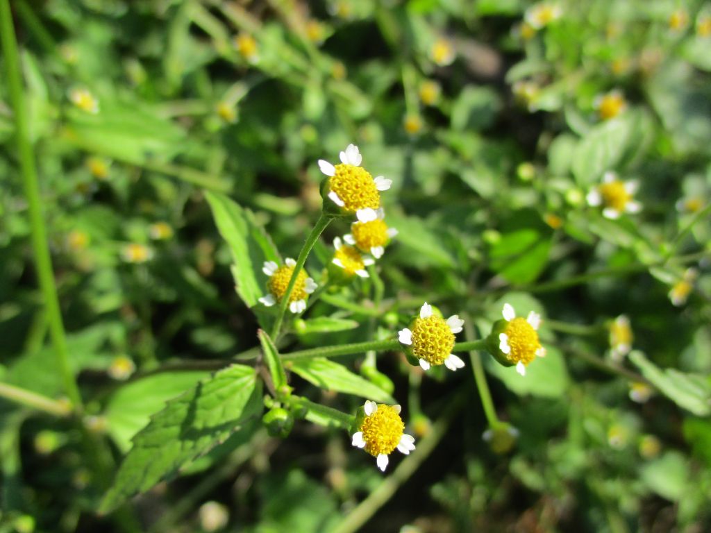 Figura 12 - Picão-branco