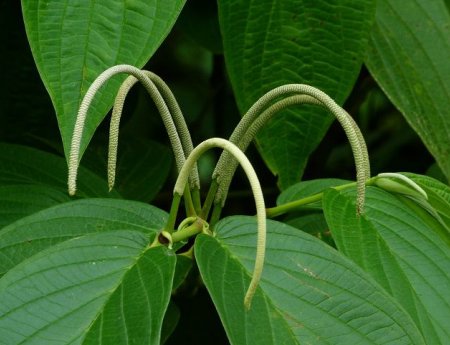 Figura 11 - Pimenta de Macaco