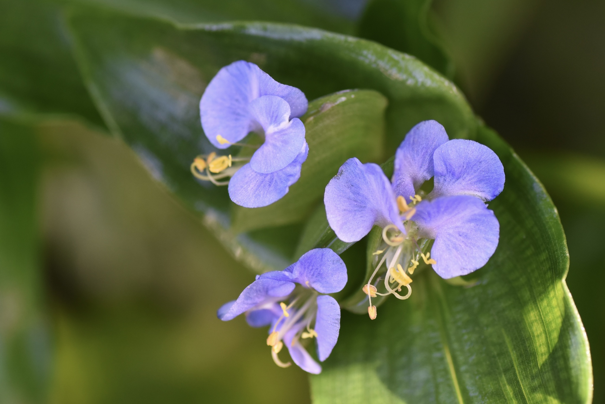 Figura 11 - Trapoeraba