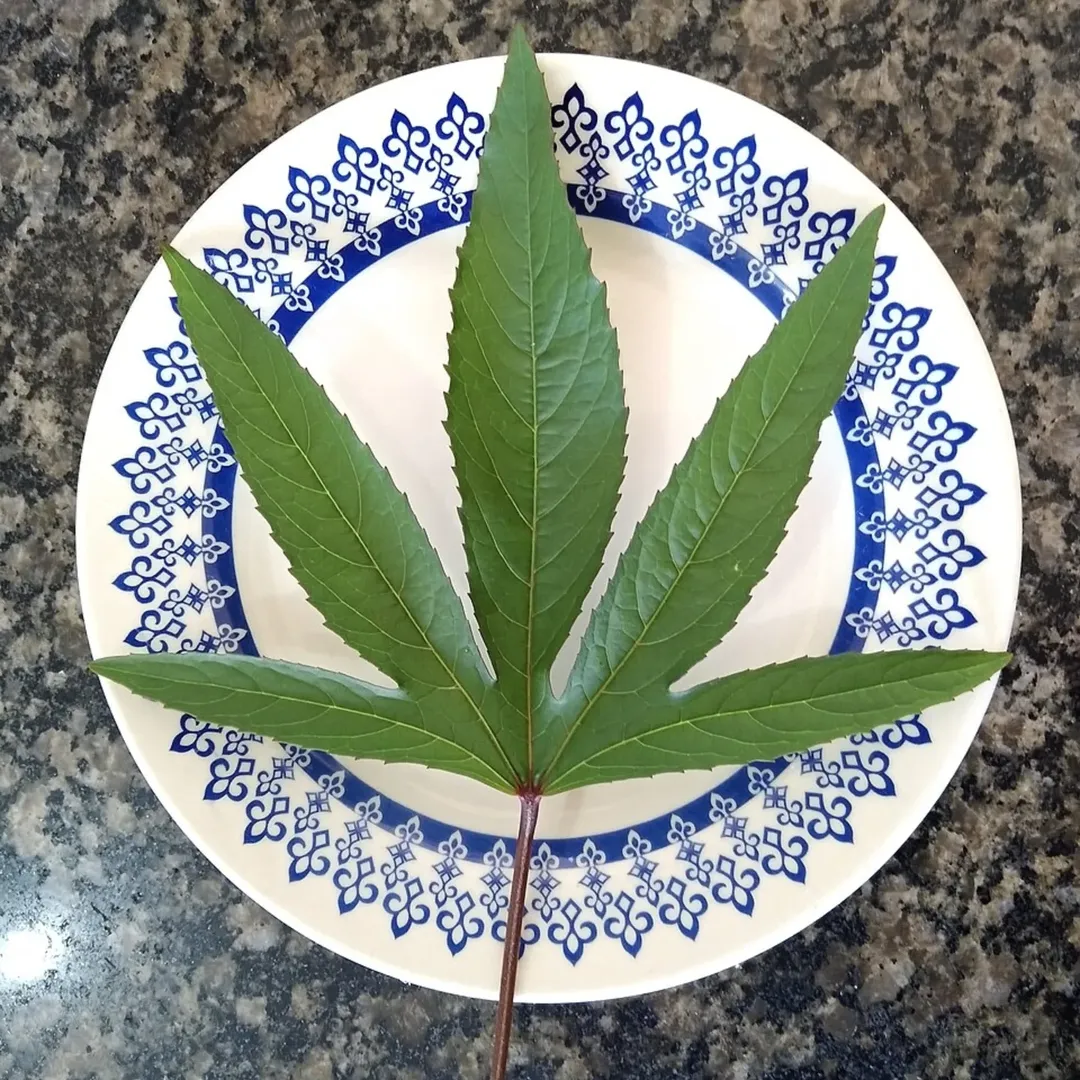 Figura 11 - Vinagreira